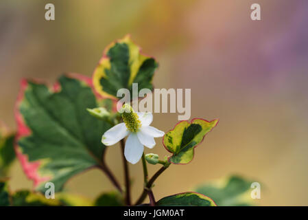 Houttuynia Cordata Chameleon, Saururaceae, Banque D'Images