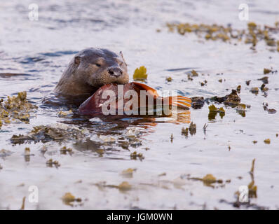 Eurasian loutre (Lutra lutra) retour au port de manger un juste pris Lumpsucker, Shetland, UK Banque D'Images