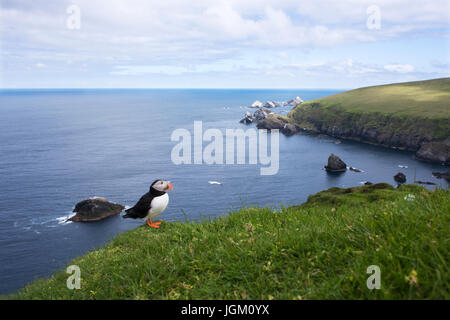 Un Macareux moine (Fratercula arctica) veille sur l'île de Unst avec Muckle Flugga phare en arrière-plan, Shetland, UK Banque D'Images
