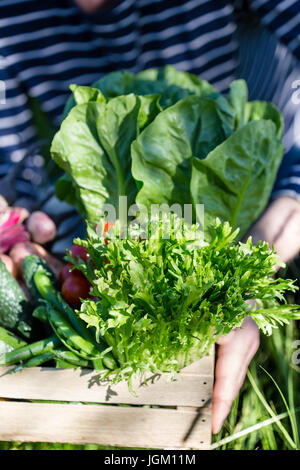 Assortiment de légumes frais biologiques dans un coffret en bois. L'homme est titulaire d'une caisse de produits agricoles dans ses mains, selective focus, floue Banque D'Images