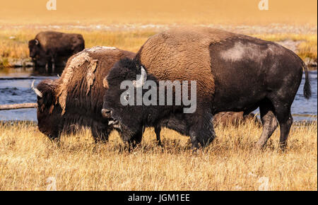 Ornant le bison dans le Parc National de Yellowstone, Wyoming Banque D'Images