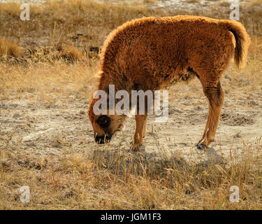 Veau de bison qui orne dans le Parc National de Yellowstone, Wyoming Banque D'Images