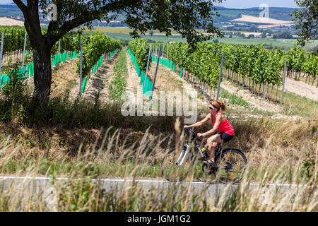 Le vélo dans le sud de la Moravie passent à travers les vignobles. Valtice, région viticole de Moravie du Sud, République Tchèque, Europe Banque D'Images