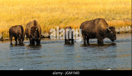 Ornant le bison dans le Parc National de Yellowstone, Wyoming Banque D'Images