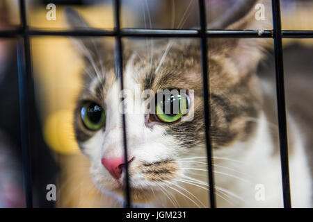 Libre d'un chat tabby calico en cage avec des yeux verts en attente d'adoption Banque D'Images