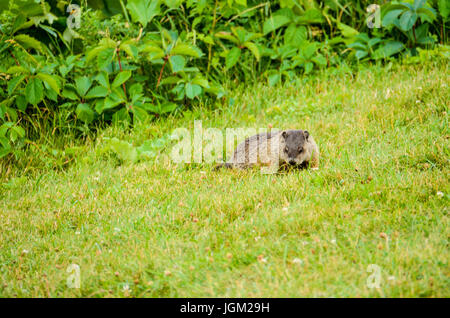 Gros plan du castor assis dans l'herbe par les buissons à la recherche de nourriture Banque D'Images