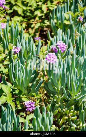 Lantana violet fleurs dans le parc paysage vert vertical Banque D'Images