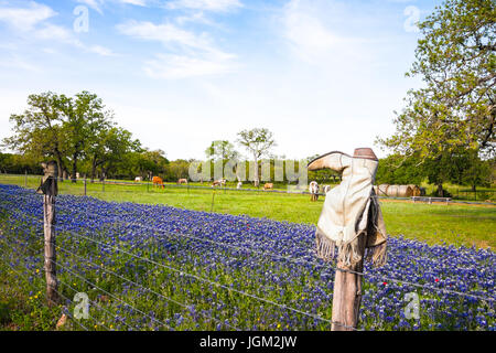 Bottes cassées sur les poteaux de clôture sur Texas Hill Country Ranch avec Bluebonnets et Longhorn Cattle Banque D'Images
