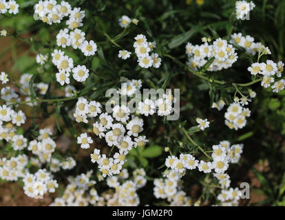 Tanacetum parthenium Banque D'Images