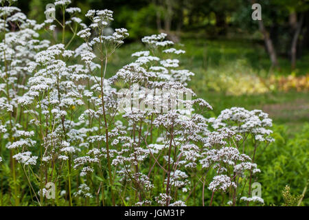 Fleurs de Valeriana officinalis valériane ou plante, utilisé pour traiter l'insomnie en phytothérapie, dans le jardin d'herbes à l'été Banque D'Images