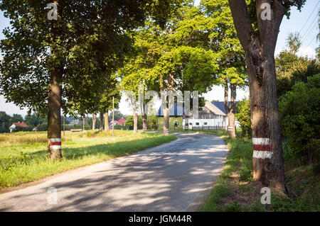 Une petite route tournant à la campagne avec des arbres sur les côtés sous une belle lumière de fin d'après-midi Banque D'Images