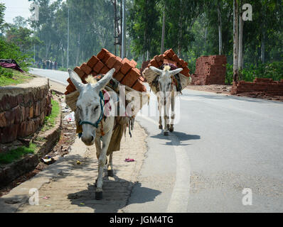 Les ânes portent la brique sur chemin rural à journée ensoleillée à Agra, en Inde. Banque D'Images