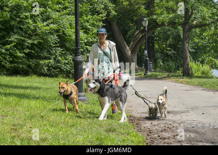 Professional Dog walker croisière dans Prospect Park, Brooklyn, New York. Banque D'Images