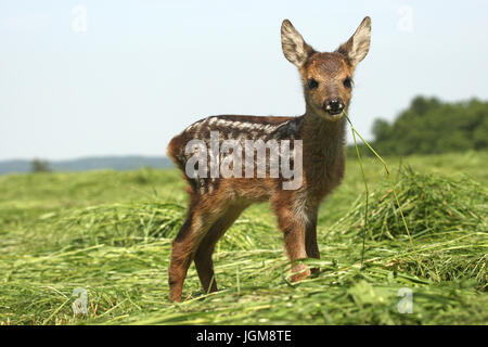 Le chevreuil (Capreolus capreolus), fauve debout sur pré fauché, trois semaines, l'Allgäu, Bavière, Allemagne Banque D'Images