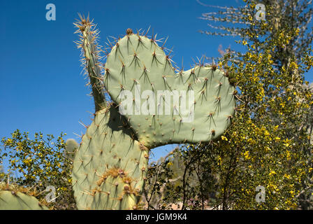 Cactus en forme de coeur contre un ciel bleu Banque D'Images
