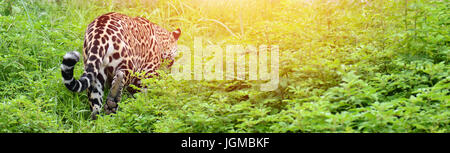 ( Jaguar Panthera onca ) marcher dans la nature avec flare light Banque D'Images