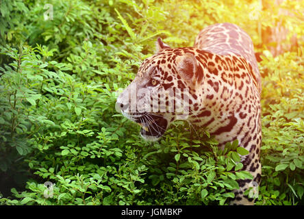 ( Jaguar Panthera onca ) marcher dans la nature avec flare light Banque D'Images