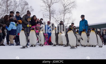 Asahikawa, Japon - Dec 7, 2017 : la parade des pingouins en hiver au Zoo Asahiyama, Asahikawa, Japon Banque D'Images