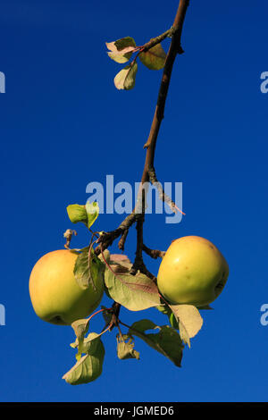 Un pfel ngen ha dans l'arbre, AÃàpfel haÃàngen - pommes am Baum - pommes Banque D'Images