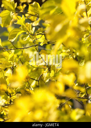 Tree strangler, feuillage de l'automne - Oriental doux-amer, Baumwürger, Herbstlaub - bittersweet Oriental Banque D'Images