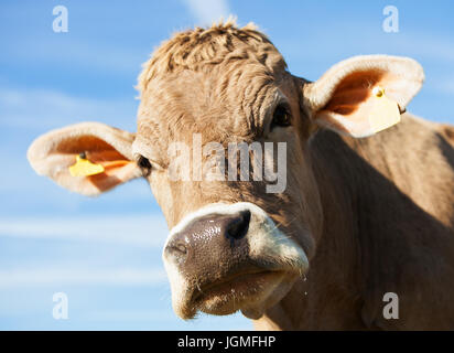 Europe Swizz Saint-Gall - curieux vache sur le pâturage - production en liberté Banque D'Images