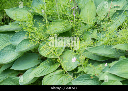 Les mauvaises herbes du jardin - gaillet gratteron Galium aparine - croissant au fil de l'usine hosta Banque D'Images