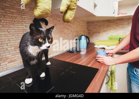 La vie avec des animaux domestiques. Avec l'homme curieux chat dans la cuisine. Banque D'Images
