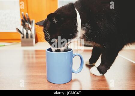 La vie domestique avec des animaux. Chat curieux sur le tableau de la consommation d'alcool et de mug. Banque D'Images