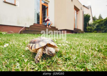 La vie avec des animaux domestiques. L'homme et son repos dans la marche de la tortue de l'herbe sur le jardin. Banque D'Images