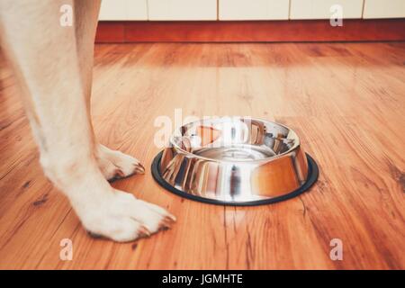 Chien affamé en attente de l'alimentation. Selective focus sur le bol vide. Banque D'Images