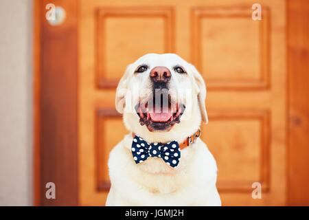 Chien avec Bow Tie. Heureux labrador retriever assis en face de la maison. Banque D'Images