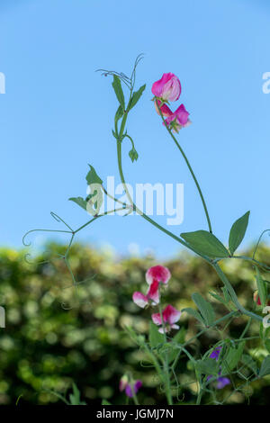 Fleurs Pois de tête pour le ciel ... Lathyrus odoratus Banque D'Images