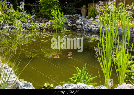 À l'aide de ligne de pêche renforcé à travers un étang de jardin pour dissuader les oiseaux de proie tels que les hérons, aigrettes, mouettes, et les martins-pêcheurs. Banque D'Images