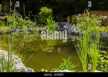 À l'aide de ligne de pêche renforcé à travers un étang de jardin pour dissuader les oiseaux de proie tels que les hérons, aigrettes, mouettes, et les martins-pêcheurs. Banque D'Images