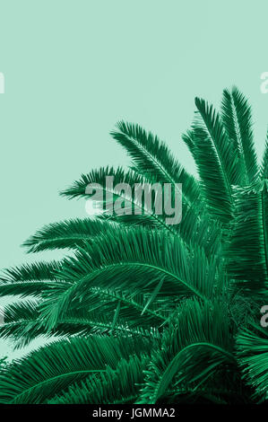 Palmier, abstract vivid Banque D'Images