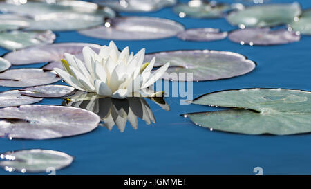Fleur de lotus blanche sur miroir de surface de l'étang bleu. Tonique et filtré à l'extérieur de la réserve avec la réflexion. Banque D'Images