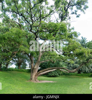 Grand arbre avec feuilles d'été vert gazon tondu Banque D'Images