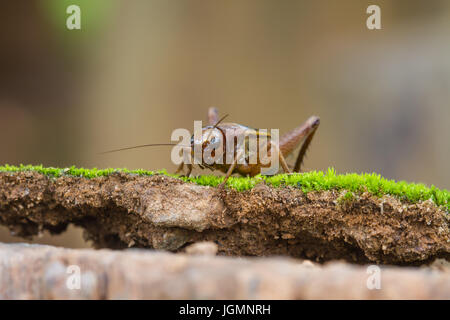 Close up House cricket (Acheta domestica) dans les forêts tropicales Banque D'Images