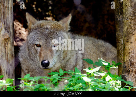 Le Coyote (Canis latrans) close-up comme il se repose dans l'herbe. Banque D'Images