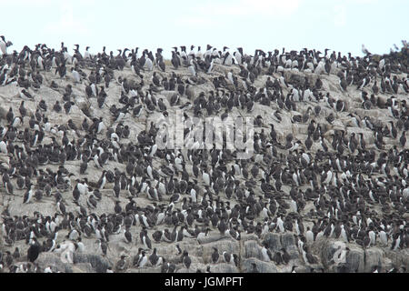 Une colonie de Guillemots marmettes, commune (Uria aalge) sur les falaises, les îles Farne, Northumbria, England, UK. Banque D'Images