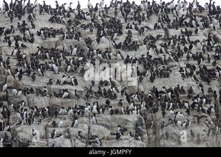 Une colonie de Guillemots marmettes, commune (Uria aalge) sur les falaises, les îles Farne, Northumbria, England, UK. Banque D'Images