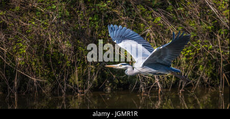 Héron gris volant au-dessus des ailes de la rivière. Banque D'Images