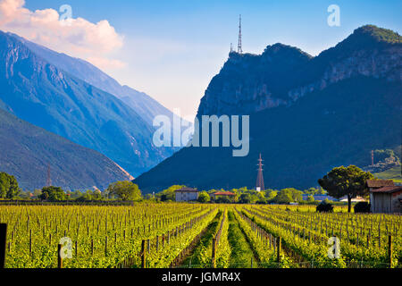 Vignobles et paysages alpins de Arco, Lago di Garda, région du Trentin-Haut-Adige Italie Banque D'Images