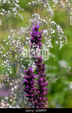 Gypsophila paniculata avec Liatris spicata Banque D'Images