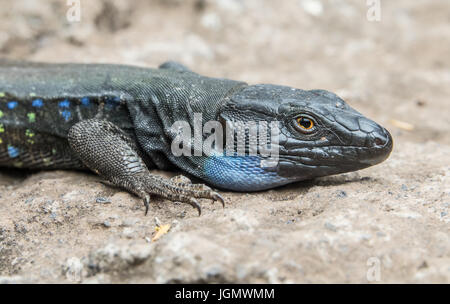 Lézard en alerte Banque D'Images