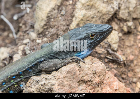 Lézard en alerte Banque D'Images