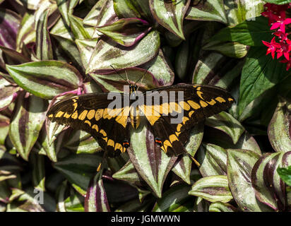 Gros plan de papillon tropical exotique jaune à queue jaune, Papilionidae sur des feuilles vertes Banque D'Images