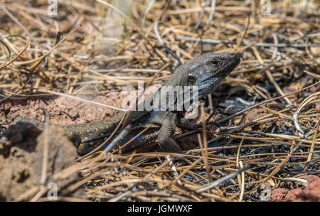 Lézard en alerte Banque D'Images