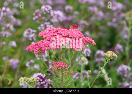 L'Achillea millefolium et thym floraison dans une frontière. De plus en plus d'achillée dans le jardin. Banque D'Images