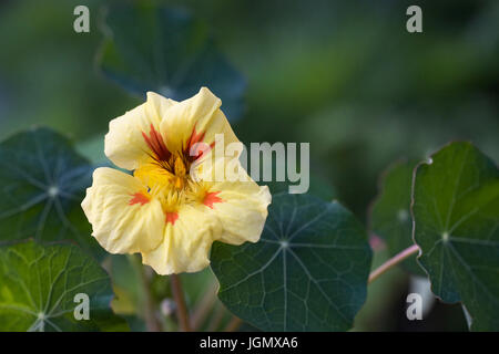 Tropaeolum majus 'Pêche Melba'. Capucine Banque D'Images